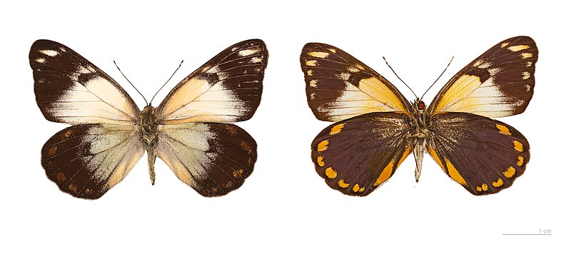 File:Belenois java peristhene MHNT.jpg