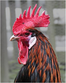 Long-crowing chicken