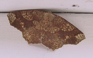 <i>Besma quercivoraria</i> Species of moth