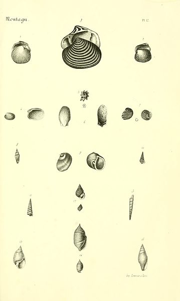 File:Bibliothèque conchyliologique (Plate 12) BHL12017158.jpg