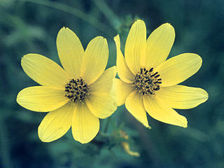 <i>Bidens trichosperma</i> Species of flowering plant