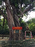 Miniatuur voor Bestand:Big-Boonnak tree of Wat Khung Taphao 14.jpg