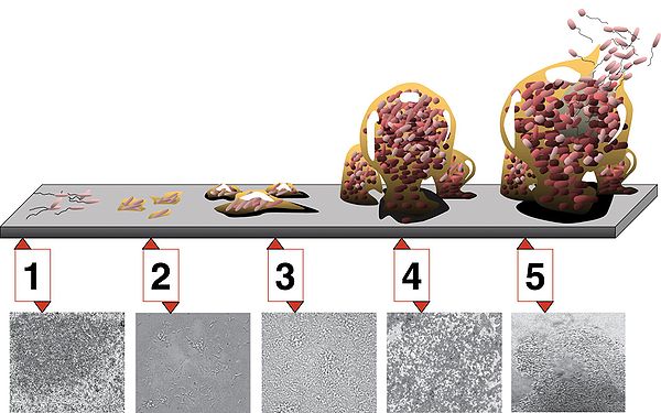 Five stages of biofilm development (1) Initial attachment, (2) Irreversible attachment, (3) Maturation I, (4) Maturation II, and (5) Dispersion. Each 