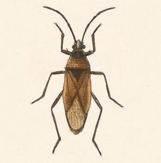 <i>Largus cinctus</i> Species of true bug