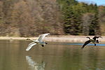 Thumbnail for Kortright Centre for Conservation