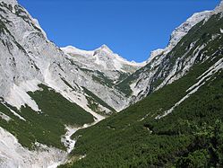 P. mugo subsp. mugo, Massif des Karwendel, Autriche.
