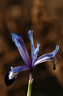 <i>Iris reticulata</i> var. <i>bakeriana</i> Variety of flowering plant