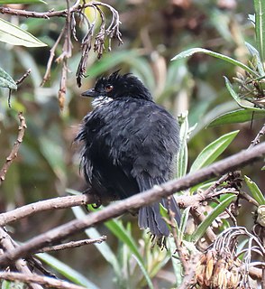 Black-backed bush tanager Species of bird