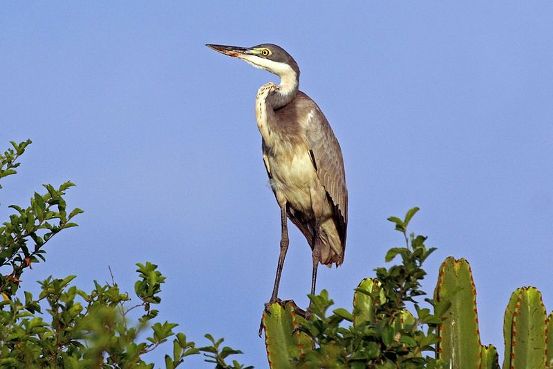 File:Black-headed heron (Ardea melanocephala).jpg