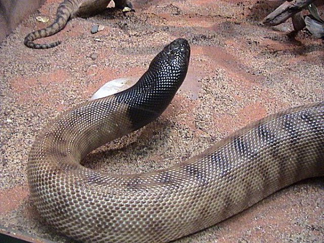 Black-headed python (Aspidites melanocephalus)