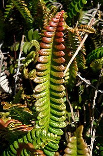 <i>Austroblechnum penna-marina</i> Species of plant