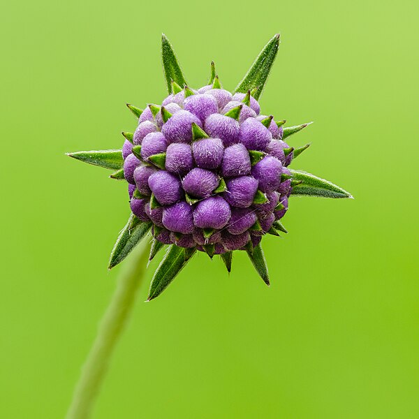 File:Bloemknop van een blauwe knoop (Succisa pratensis). 29-08-2023. (d.j.b).jpg