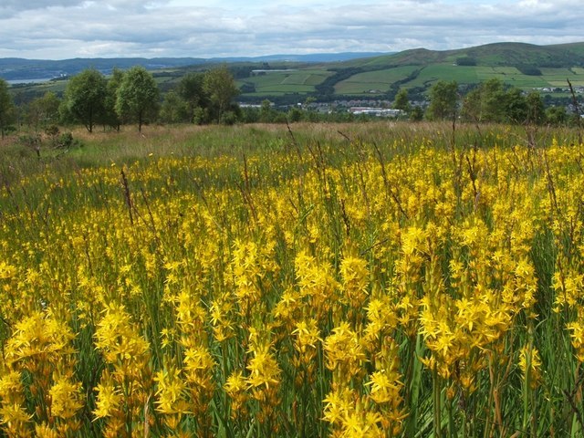 Narthecium ossifragum - bog asphodel