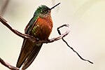 Thumbnail for Chestnut-breasted coronet