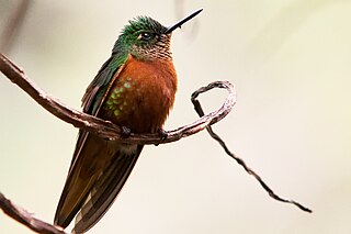 Chestnut-breasted coronet Species of hummingbird