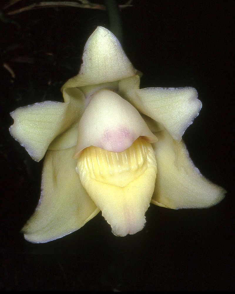 Пескатория Орхидея