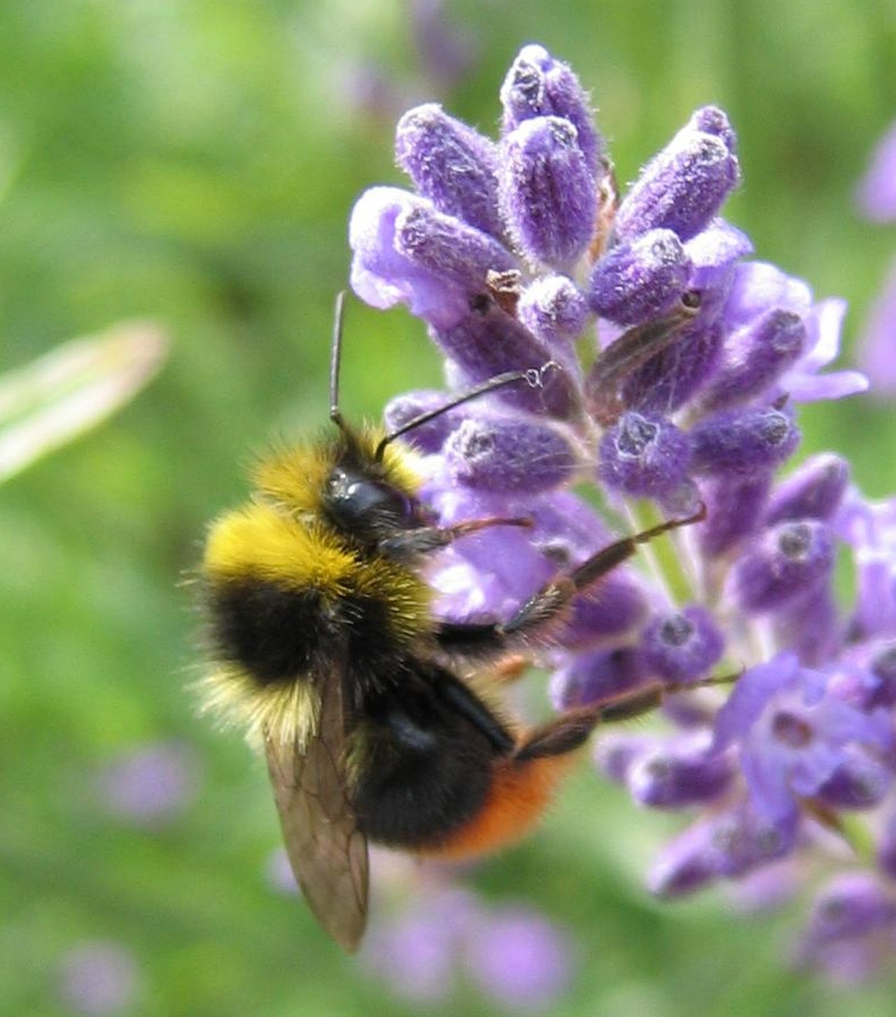 Шмель Bombus