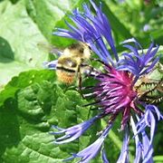 Bombus Sylvarum