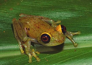 Green bright-eyed frog species of amphibian