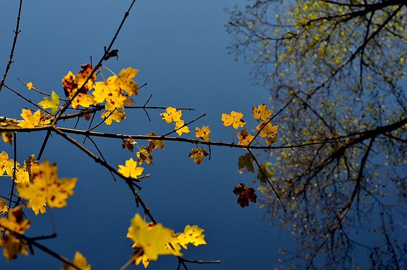 File:Borjomi Whatever's left of autumn (8199624541).jpg