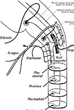 Thumbnail for File:Brain and spinal cord; a manual for the study of the morphology and fibre-tracts of the central nervous system (1912) (14784195403).jpg