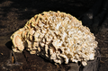 Branitzer Park, large bracket fungus