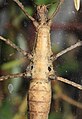 Brasidas lacerta, ventral view of a female