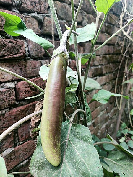 File:Brinjal, Lakhimpur.jpg