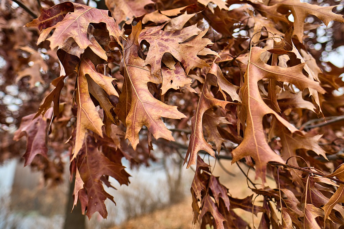 All the leaves are brown. Brown leaves. Big leaves Brown.