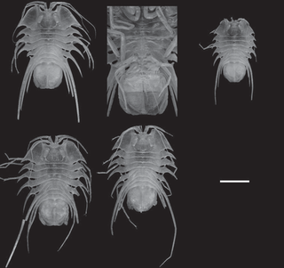 <i>Brucerolis nowra</i> Species of crustaceans