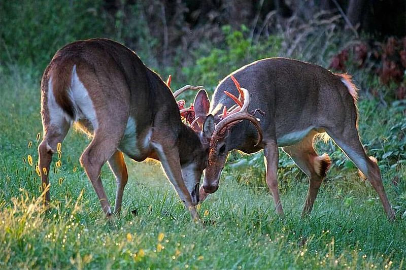 File:Buck battle on Camp Hill (21182657790).jpg