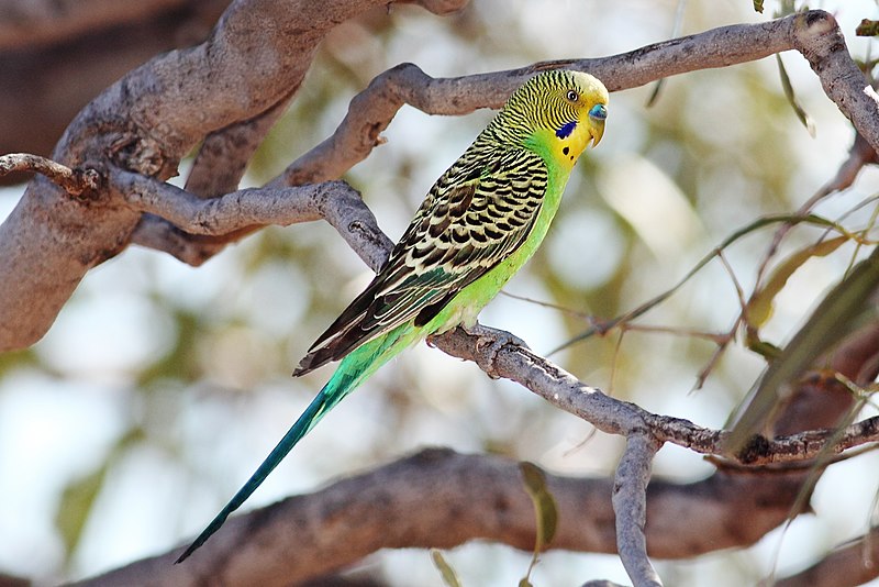 File:Budgerigar-male-strzelecki-qld.jpg