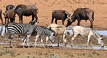 Regular zebras and zebras of the Quagga Project in Mokala National Park Buffaloes and Plains Zebras (Equus quagga burchellii) one of them presenting an extreme reduction of the "zebra" pattern ...... (32309547213).jpg