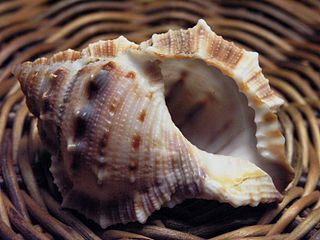 <i>Bufonaria</i> genus of molluscs