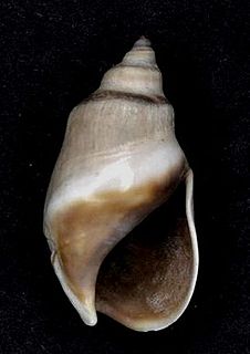 <i>Bullia callosa</i> Species of gastropod