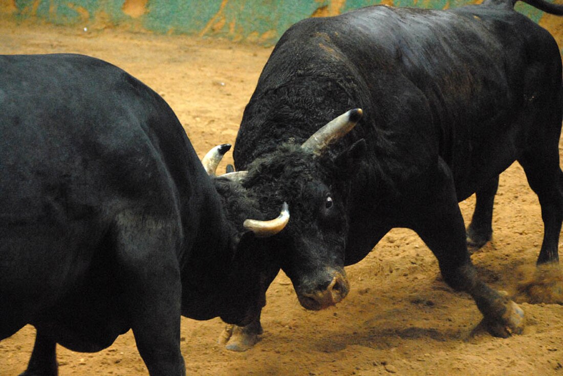 File:Bulls Ishikawa, Okinawa 2007.jpg