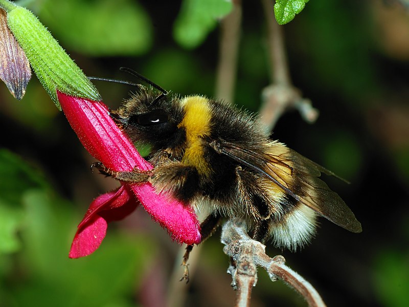 File:Bumblebee October 2007-3a.jpg