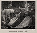 Butchering a porpoise, Japan, photo from The Encyclopedia of Food by Artemas Ward.jpg