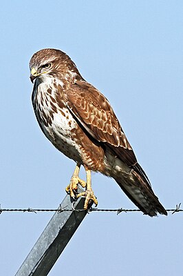 Common buzzard (Buteo buteo)