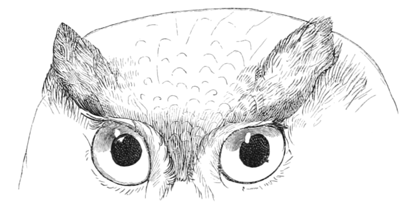 File:CBBM02 125 Bubo scandiacus.png