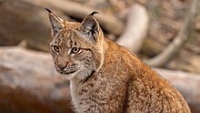 Un lynx boréal du Wildpark Langenberg, zoo intégré au parc naturel Wildnispark Zürich Sihlwald, au sud de l'agglomération zurichoise. (définition réelle 5 120 × 2 880)