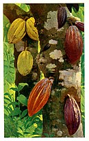 Culture du cacao : tout savoir sur l'origine du cacao - Le blog  d'Initiatives Chocolats