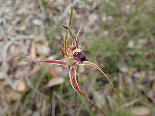 <i>Caladenia brownii</i> species of plant