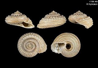 <i>Calliotropis pulvinaris</i> species of mollusc