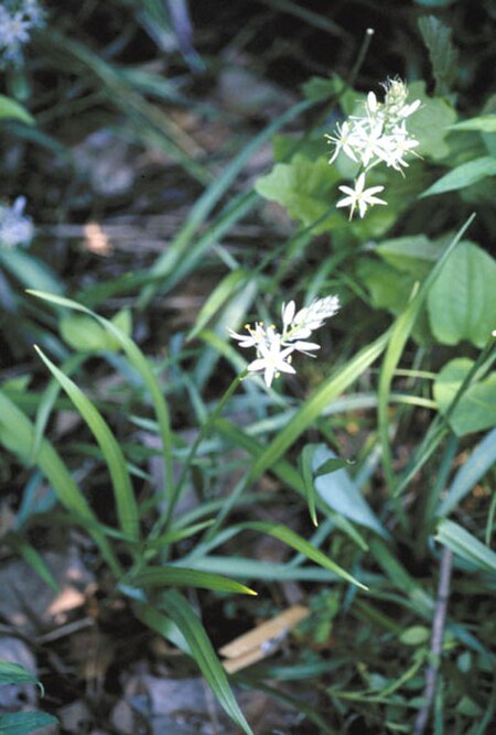 Tập_tin:Camassia_scilloides_flower.jpg