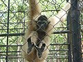 Gibbon à bonnet