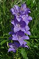 * Nomination Peach-leaved Bellflower (Campanula persicifolia), in a garden, France. --JLPC 20:33, 7 September 2012 (UTC) * Promotion Nice picture, good quality -- Lothar Spurzem 22:43, 7 September 2012 (UTC)