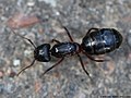 Camponotus herculeanus (Linnaeus, 1758)