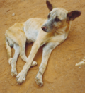 Thumbnail for Canine leishmaniasis