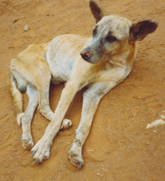 File:CanineVisceralLeishmaniasis.png